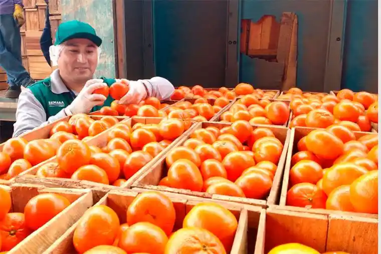 Todo lo que debes saber sobre la exportación de frutas en Perú